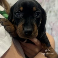 Dachshund (Standard & Miniature) - Both