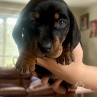 Dachshund (Standard & Miniature) - Both