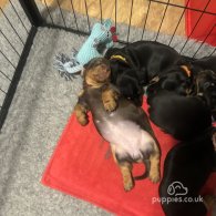 Dachshund (Standard & Miniature) - Both