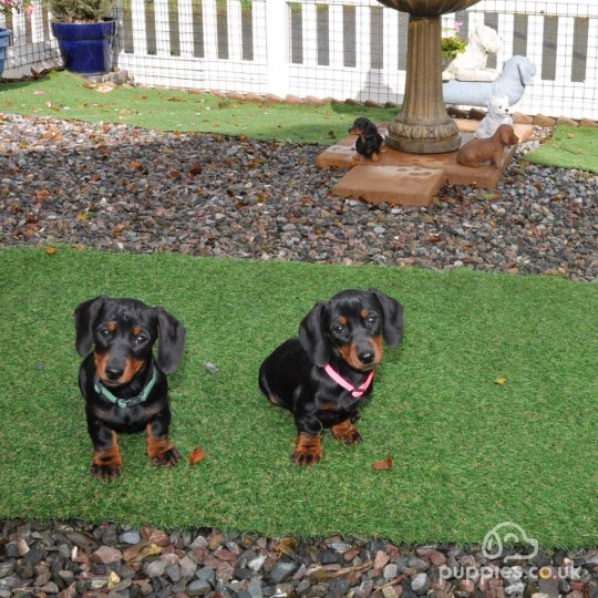 Dachshund (Standard & Miniature) - Both