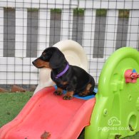 Dachshund (Standard & Miniature) - Both