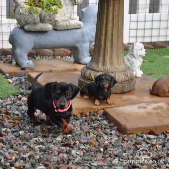 Dachshund (Standard & Miniature) - Both