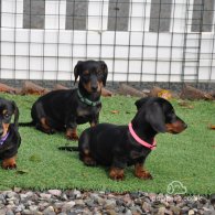 Dachshund (Standard & Miniature) - Both