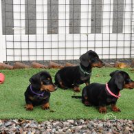 Dachshund (Standard & Miniature) - Both