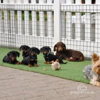 Dachshund (Standard & Miniature) - Both