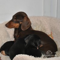 Dachshund (Standard & Miniature) - Both