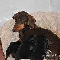 Dachshund (Standard & Miniature) - Both