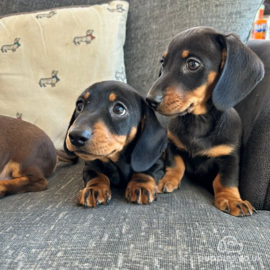 Dachshund (Standard & Miniature) - Dogs