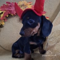 Dachshund (Standard & Miniature) - Both