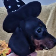 Dachshund (Standard & Miniature) - Both