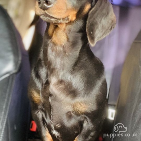 Dachshund (Standard & Miniature) - Both