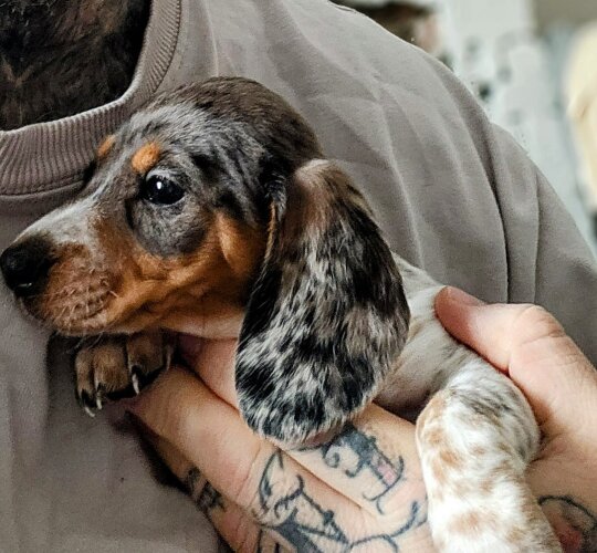 Dachshund (Standard &amp; Miniature)