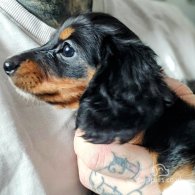 Dachshund (Standard & Miniature) - Bitches