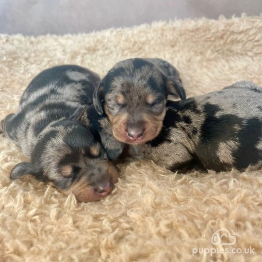 Dachshund (Standard & Miniature) - Both