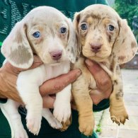 Dachshund (Standard & Miniature) - Both