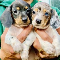 Dachshund (Standard & Miniature) - Both