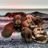 Dachshund (Standard & Miniature) - Both