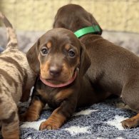 Dachshund (Standard & Miniature) - Both