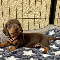 Dachshund (Standard & Miniature) - Both