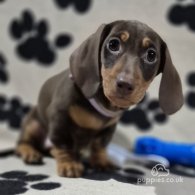 Dachshund (Standard & Miniature) - Both