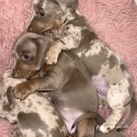 Dachshund (Standard & Miniature) - Both