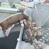 Dachshund (Standard & Miniature) - Both