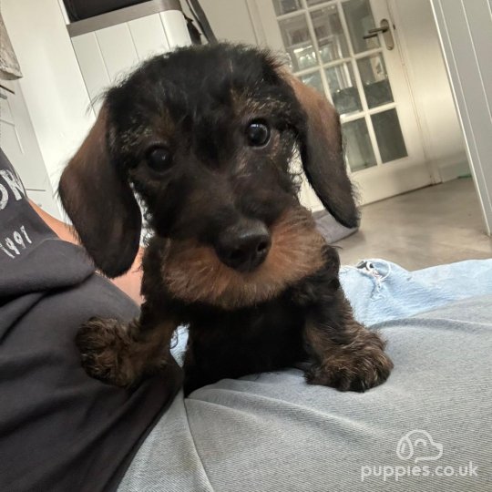 Dachshund (Standard & Miniature) - Dogs