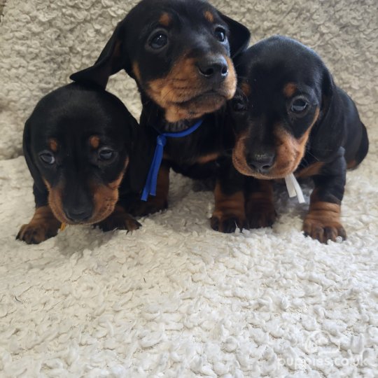 Dachshund (Standard & Miniature) - Both