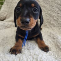 Dachshund (Standard & Miniature) - Both