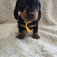 Dachshund (Standard & Miniature) - Both