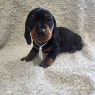 Dachshund (Standard & Miniature) - Both