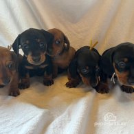 Dachshund (Standard & Miniature) - Both