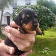 Dachshund (Standard & Miniature) - Both