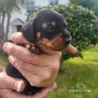 Dachshund (Standard & Miniature) - Both