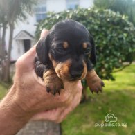 Dachshund (Standard & Miniature) - Both