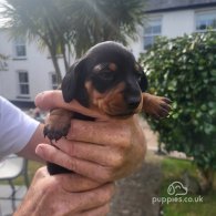 Dachshund (Standard & Miniature) - Both