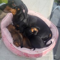 Dachshund (Standard & Miniature) - Both