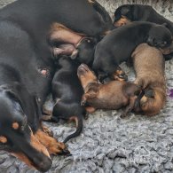 Dachshund (Standard & Miniature) - Both