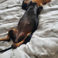 Dachshund (Standard & Miniature) - Both