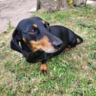 Dachshund (Standard & Miniature) - Both