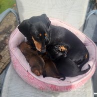 Dachshund (Standard & Miniature) - Both