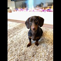 Dachshund (Standard &amp; Miniature)