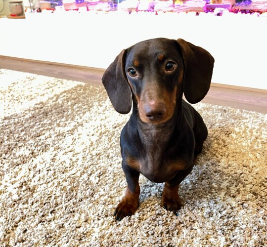 Dachshund (Standard &amp; Miniature)