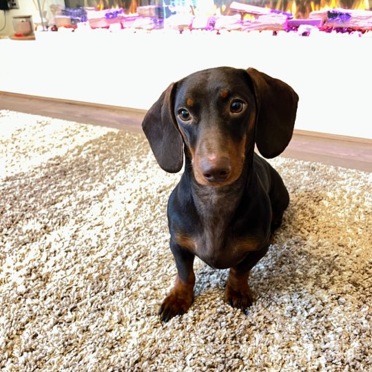 Dachshund (Standard &amp; Miniature)