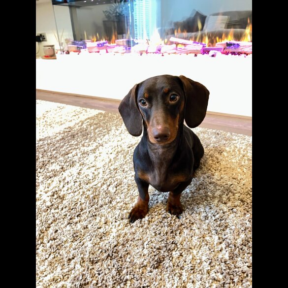 Dachshund (Standard &amp; Miniature)