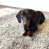 Dachshund (Standard & Miniature)