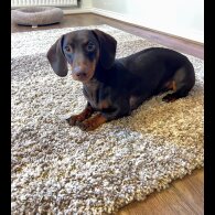 Dachshund (Standard &amp; Miniature)