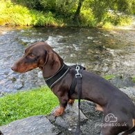 Dachshund (Standard & Miniature)