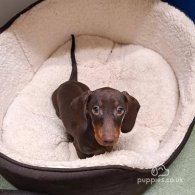 Dachshund (Standard & Miniature)