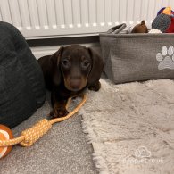 Dachshund (Standard & Miniature)